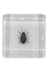 . Green shining beetle in resin 4 x 4 x 1.5 cm
