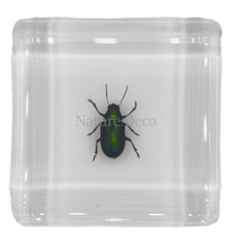 . Green shining beetle in resin
