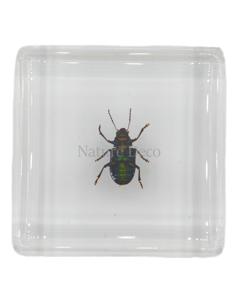 . Groene glanskever in hars 4 x 4 x 1.5 cm