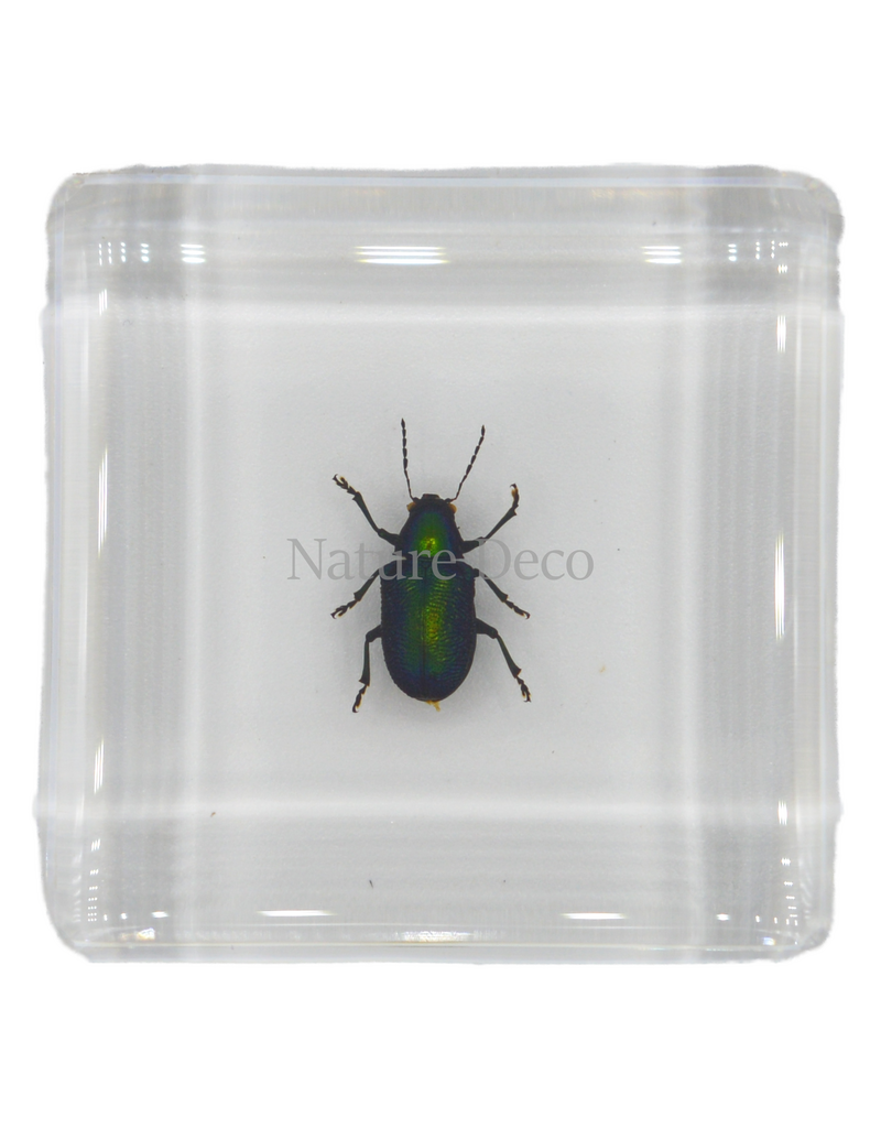 . Groene glanskever in hars 4 x 4 x 1.5 cm