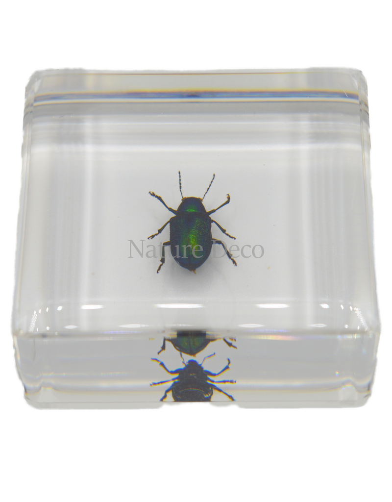 . Green shining beetle in resin 4 x 4 x 1.5 cm