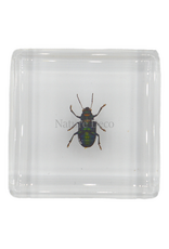 . Groene glanskever in hars 4 x 4 x 1.5 cm