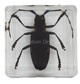 . Anoplophora chinesis in resin