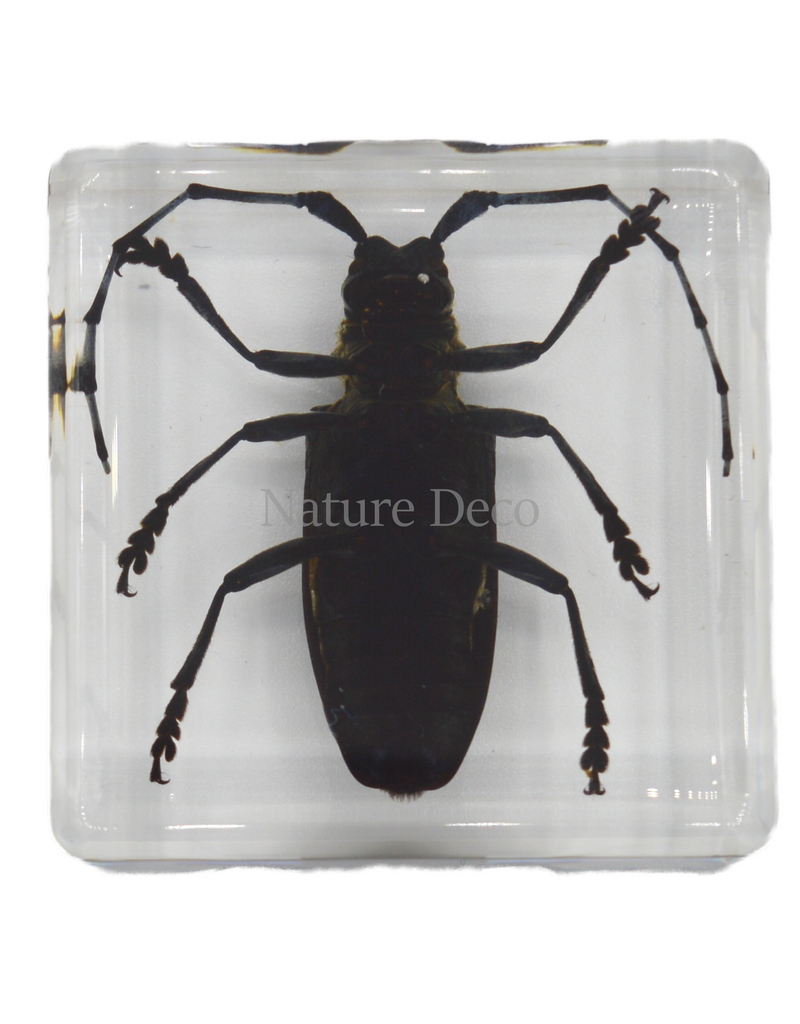 . Anoplophora chinesis ( beetle ) in resin