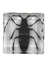 . Anoplophora chinesis ( beetle ) in resin