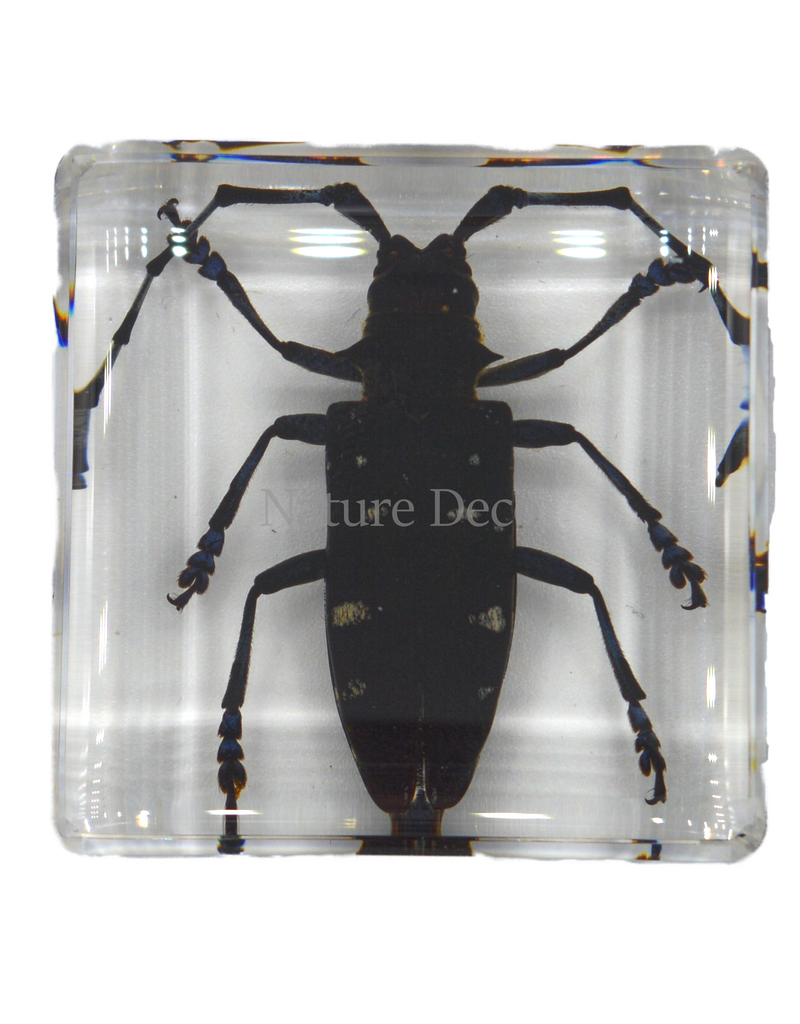 . Anoplophora chinesis ( beetle ) in resin