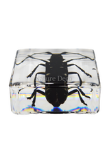 . Anoplophora chinesis ( beetle ) in resin