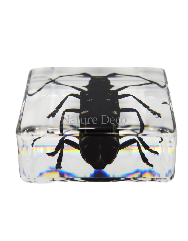 . Anoplophora chinesis ( beetle ) in resin