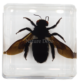 . bamboo bee in resin