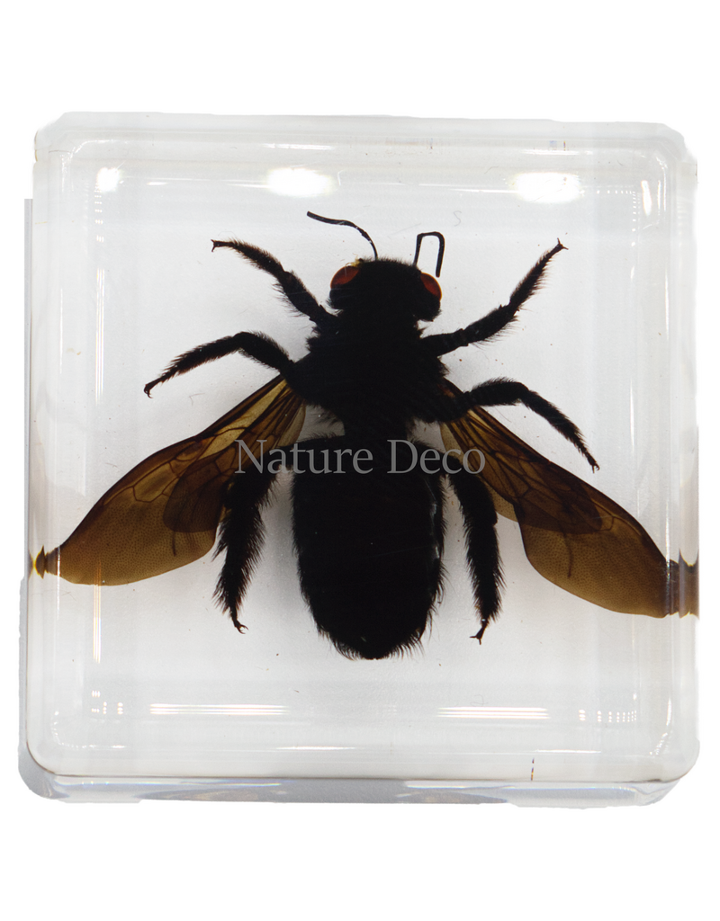 . bamboo bee in resin