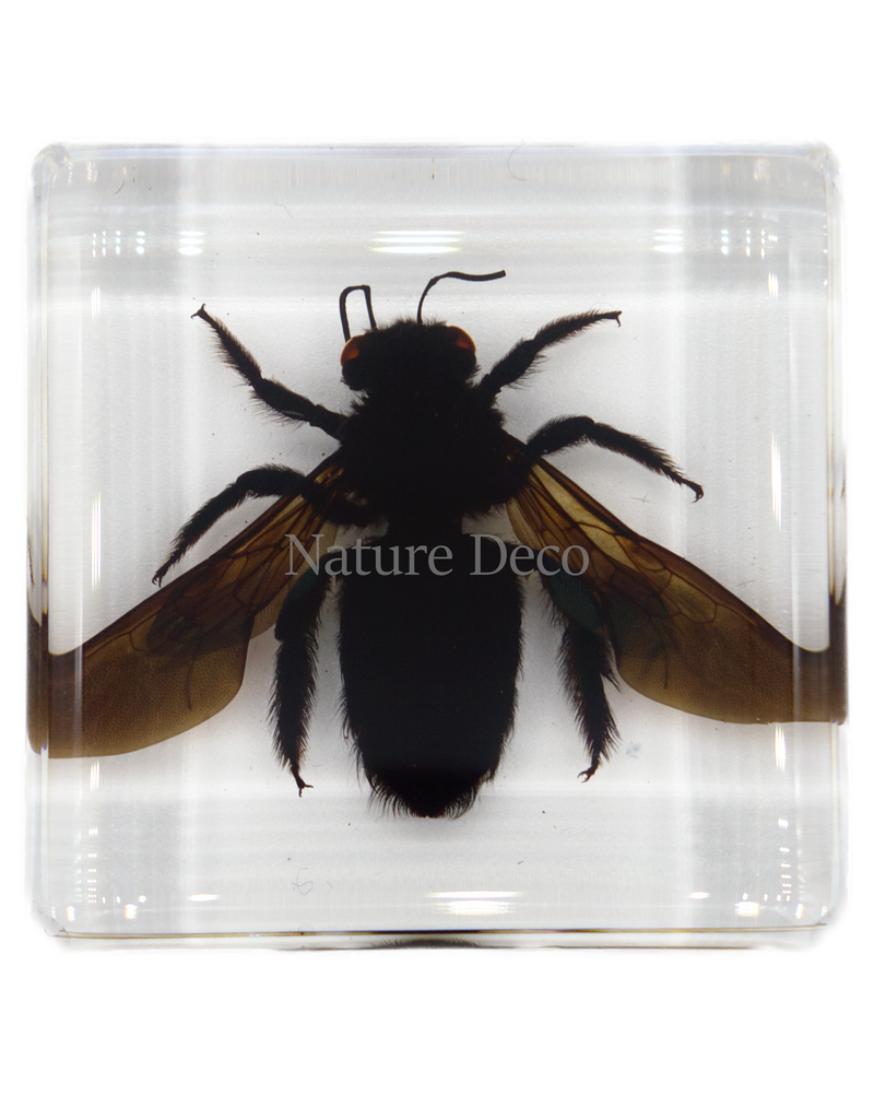 . bamboo bee in resin