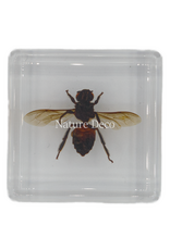 . Honey bee in resin 4 x 4 x 1.5 cm