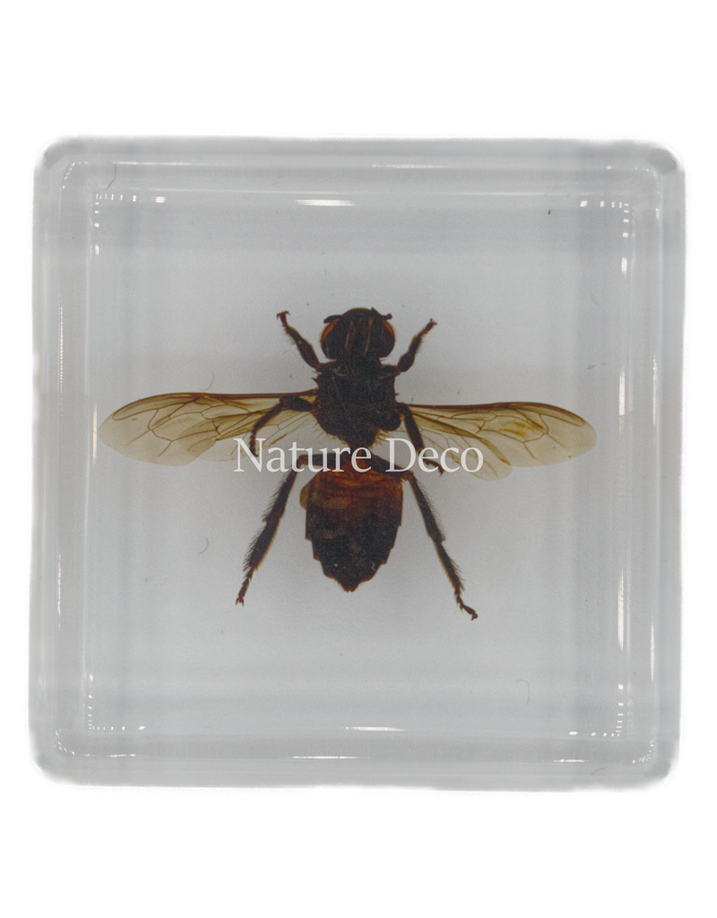 . Honey bee in resin 4 x 4 x 1.5 cm