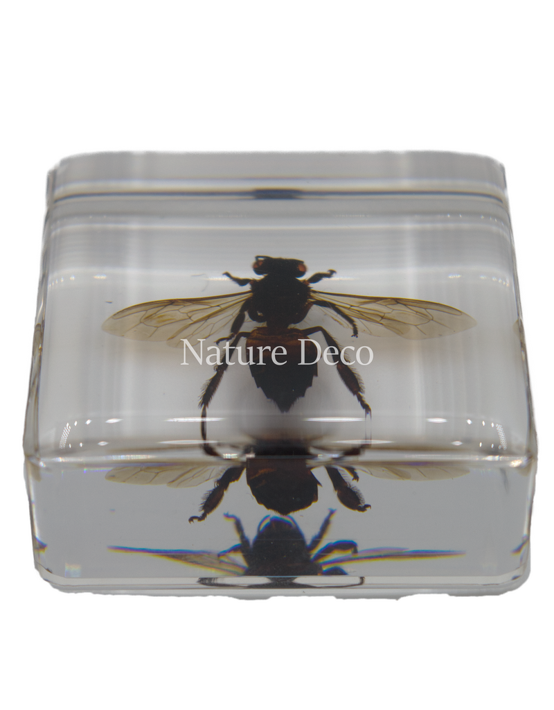 . Honey bee in resin 4 x 4 x 1.5 cm