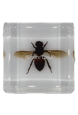. Honey bee in resin 4 x 4 x 1.5 cm
