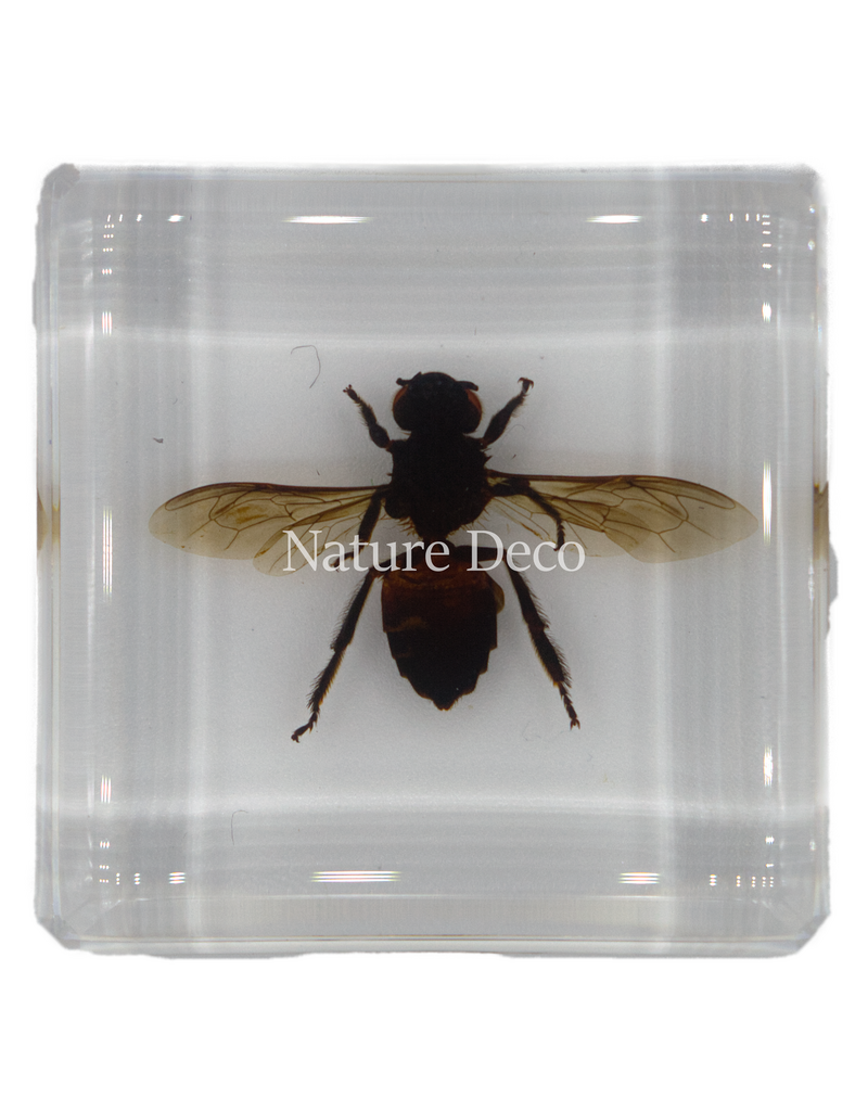 . Honey bee in resin 4 x 4 x 1.5 cm