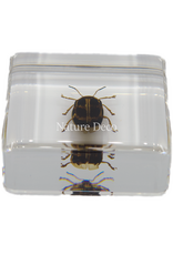 . Spotted golden leaf beetle in resin 4 x 4 x 1.5 cm