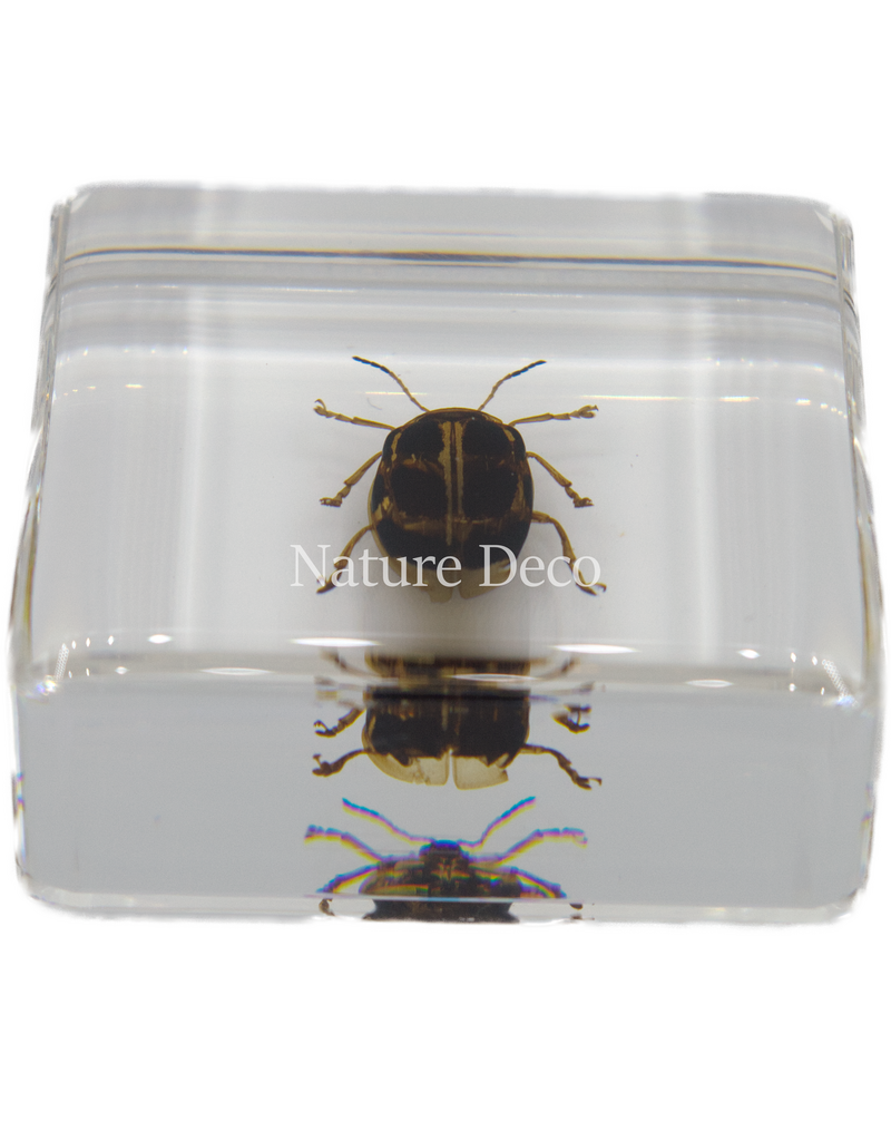 . Spotted golden leaf beetle in resin 4 x 4 x 1.5 cm