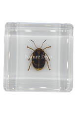 . Spotted golden leaf beetle in resin 4 x 4 x 1.5 cm