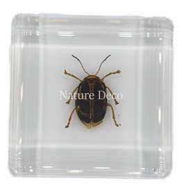 . Spotted golden leaf beetle in resin