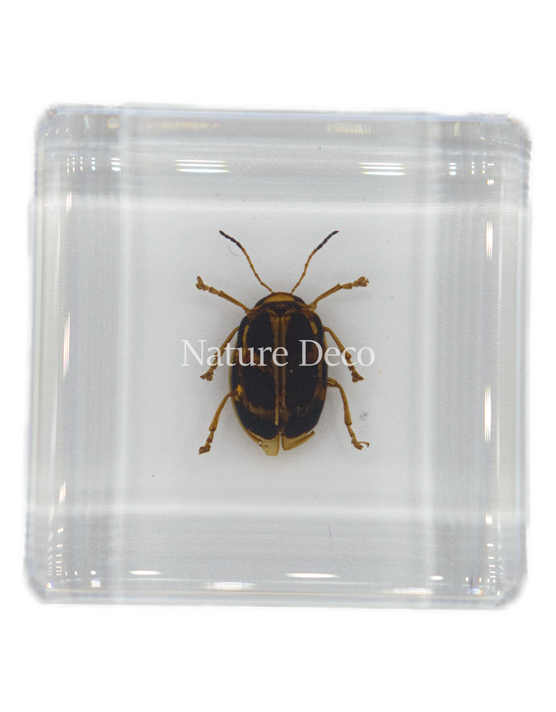 . Gevlekte goudbladkever in hars 4 x 4 x 1.5 cm