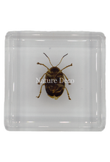 . Spotted golden leaf beetle in resin 4 x 4 x 1.5 cm