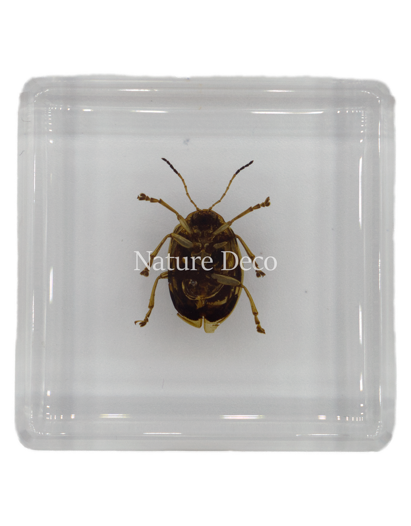 . Spotted golden leaf beetle in resin 4 x 4 x 1.5 cm