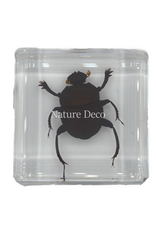 . Dung beetle in resin