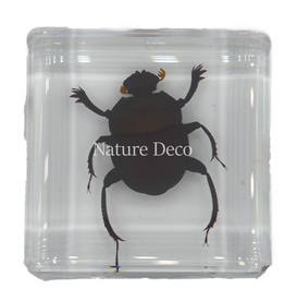 . Dung beetle in resin