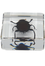 . Dung beetle in resin