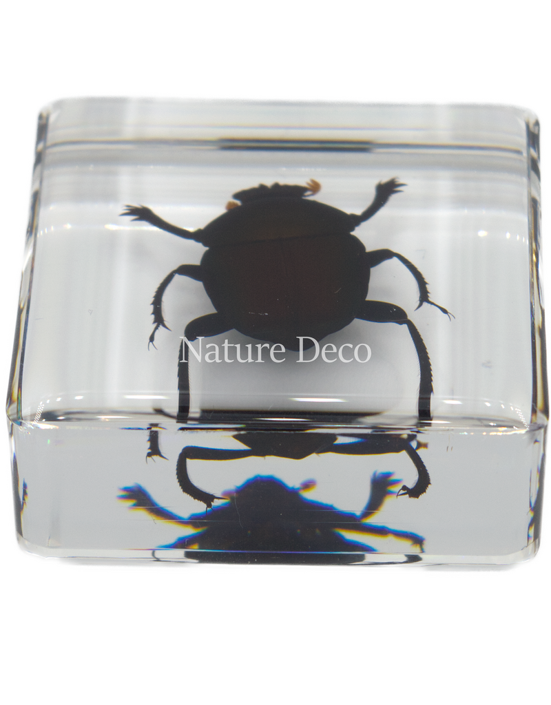 . Dung beetle in resin