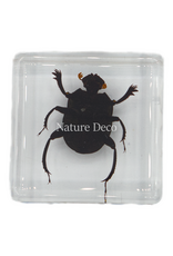 . Dung beetle in resin