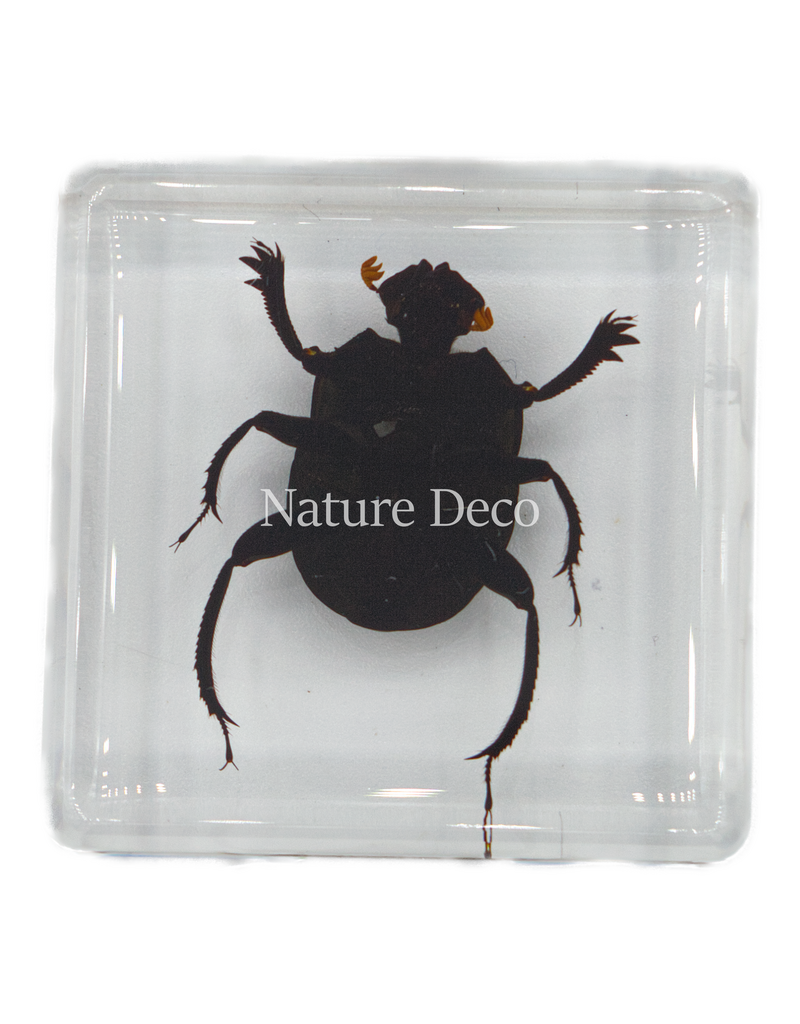 . Dung beetle in resin