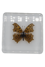 . Polygonia c-aureum in hars