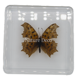 . Polygonia c-aureum ( butterfly ) in resin