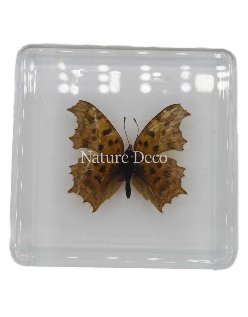 . Polygonia c-aureum in hars