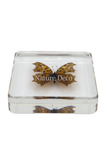 . Polygonia c-aureum in hars