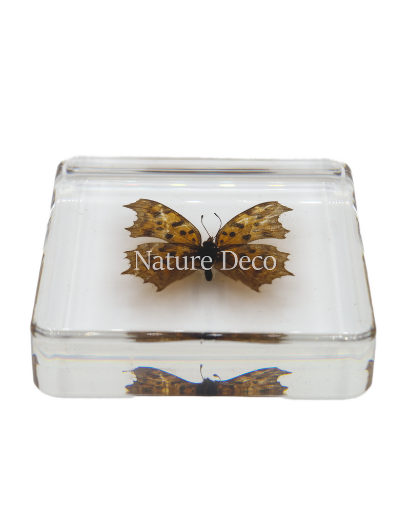 . Polygonia c-aureum in resin
