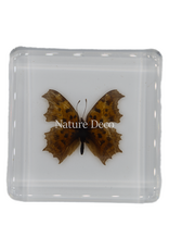 . Polygonia c-aureum in hars