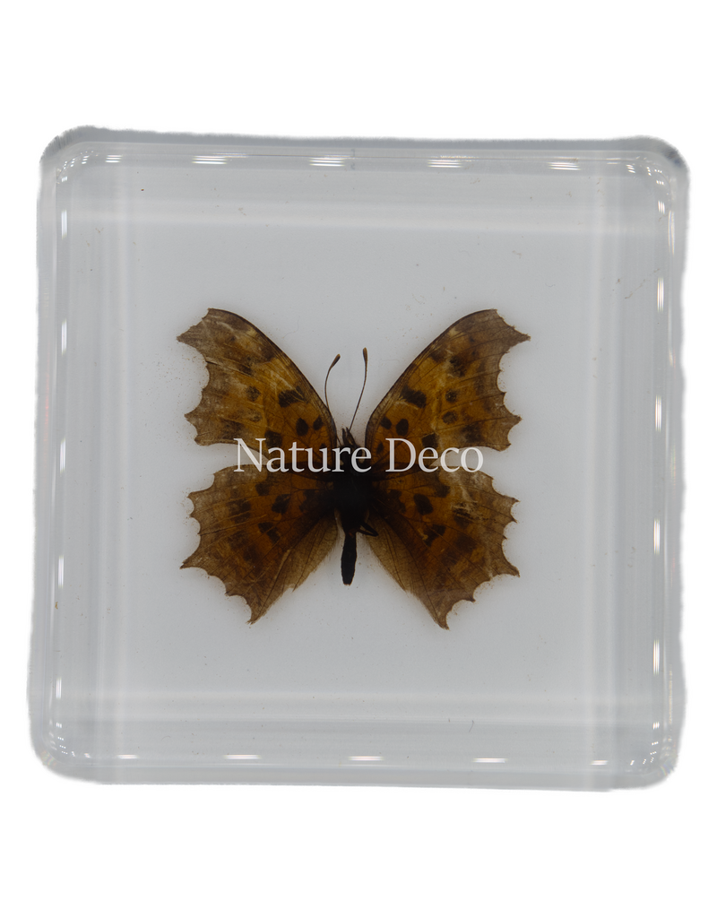 . Polygonia c-aureum in resin