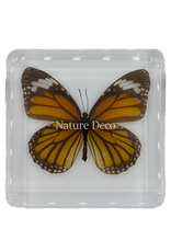 . Tiger-danaus genutia ( butterfly ) in resin