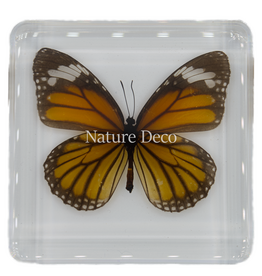 . Tiger-danaus genutia ( butterfly ) in resin