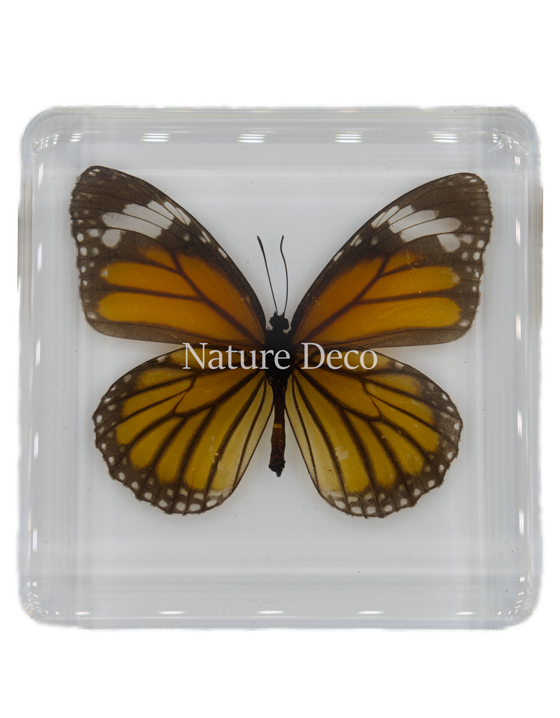 . Tiger-danaus genutia ( butterfly ) in resin
