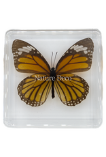 . Tiger-danaus genutia ( butterfly ) in resin