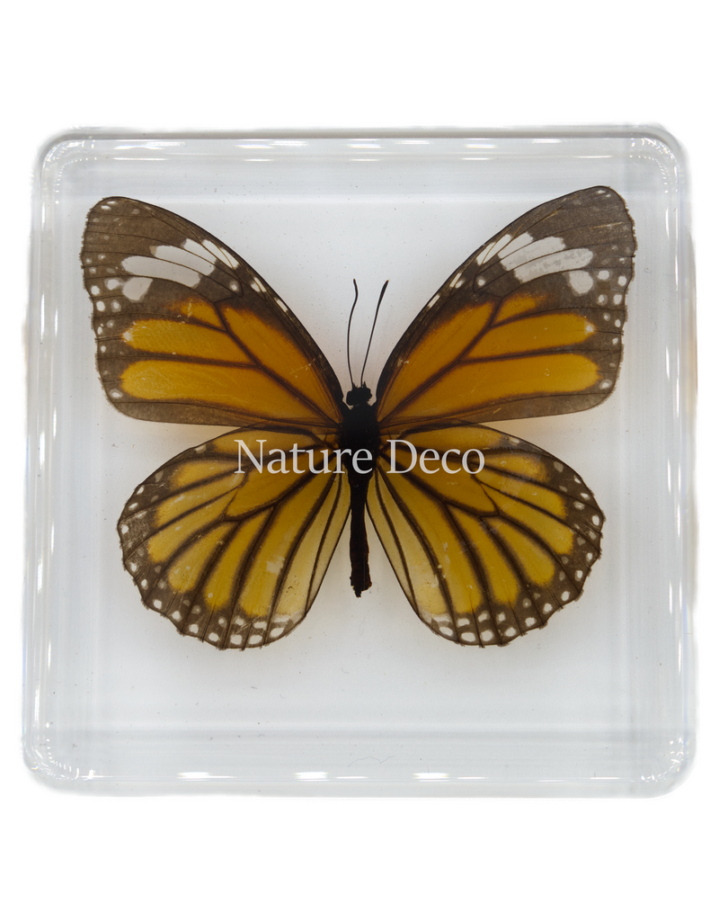 . Tiger-danaus genutia ( vlinder ) in hars