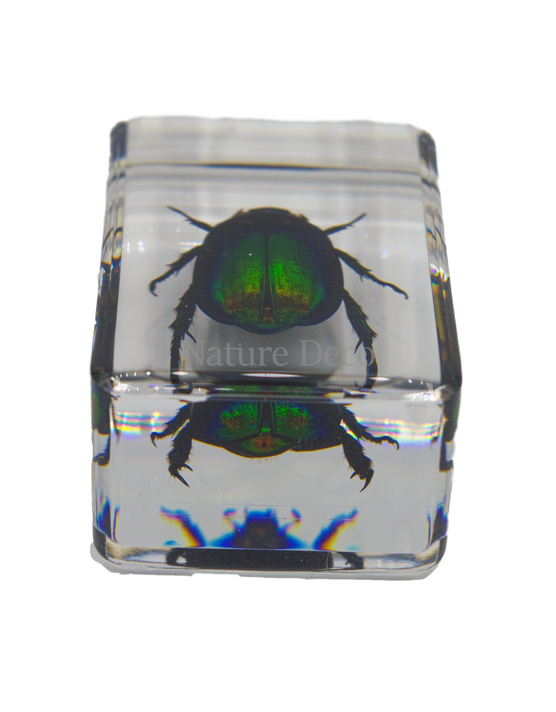 . Colourful scarab beetle in resin