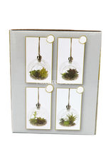 . Hanging Terrarium #2