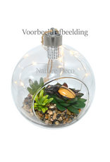 . Hanging Terrarium #1