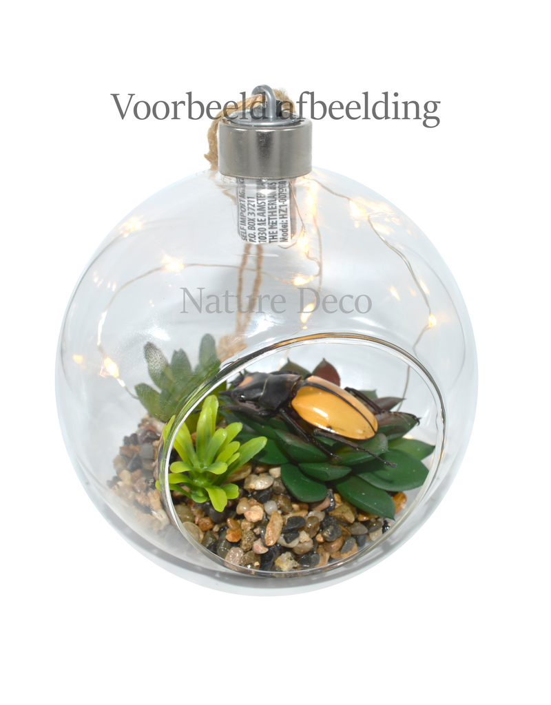 . Hanging Terrarium #4
