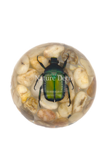 . Green rose chafer beetle on stone in resin